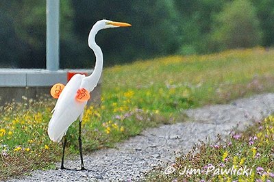 photo of a tagged Great Egret
