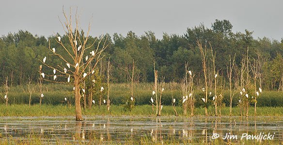 photo of a Great Egret Roost
