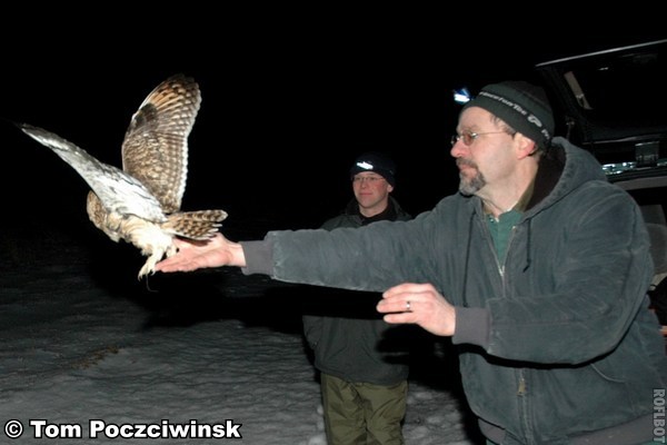 image of the release of a Short-eared Owl