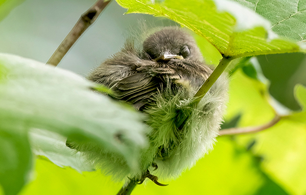 photo of newly fledged American Redstart