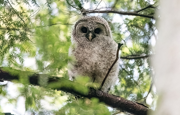 photo of newly fledged Barred Owl