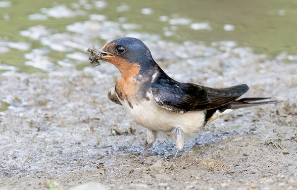 photo of Barn Swallow collecting mud for a nest