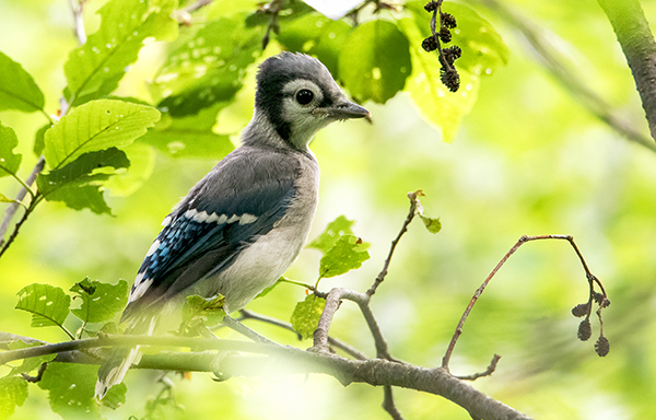 photo of Blue Jay fledgling