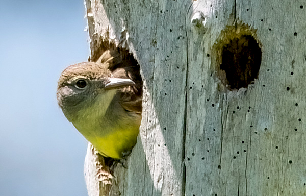 photo of a Great-crested Flycatcher peeking out of the nest it was building