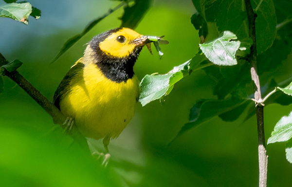 photo of a Hooded Warbler carrying food