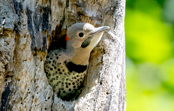 photo of a Northern Flicker nestling