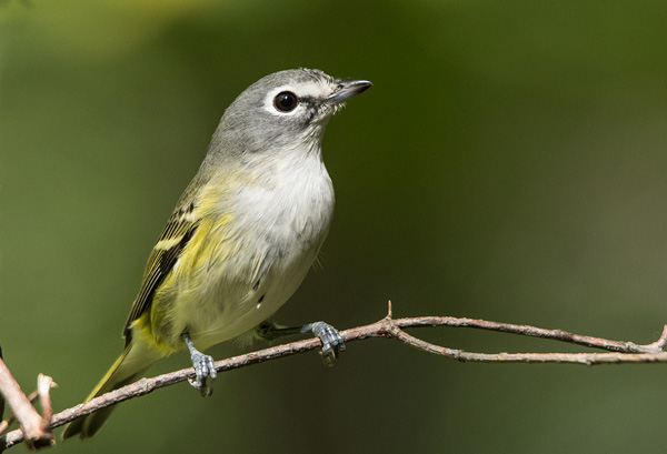 photo of a Blue-headed Vireo