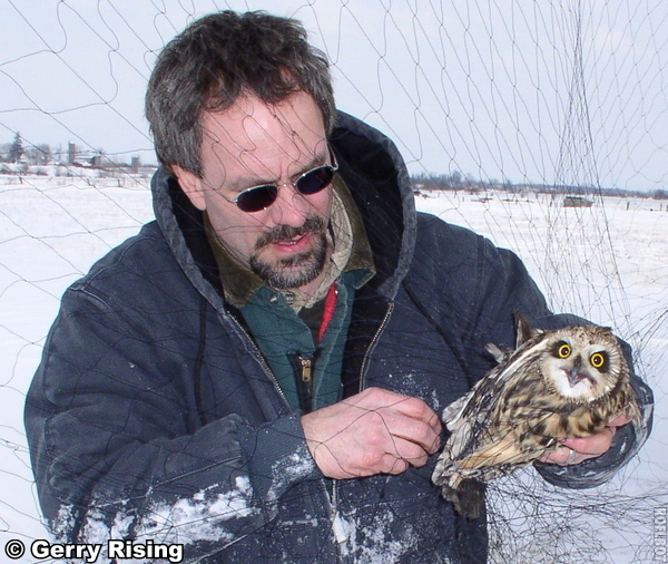 image of Chuck Rosenberg afixing a Short-eared Owl with a telemetry monitor