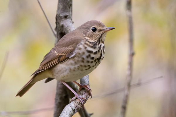 photo of a Hermit Thrush