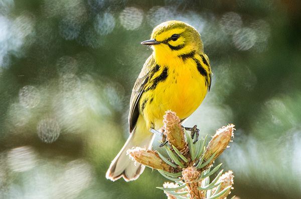 photo of a Prairie Warbler