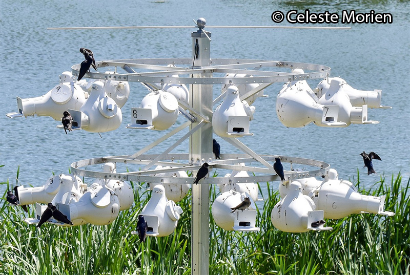 image of the colony of PUMAs established at Batavia Wastewater Treatment Plant