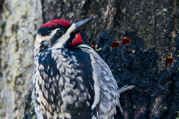 photo of a Yellow-bellied Sapsucker
