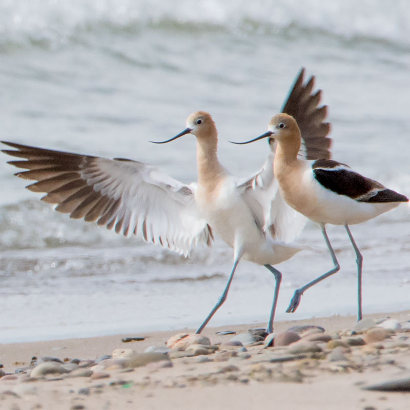 featured bird photo