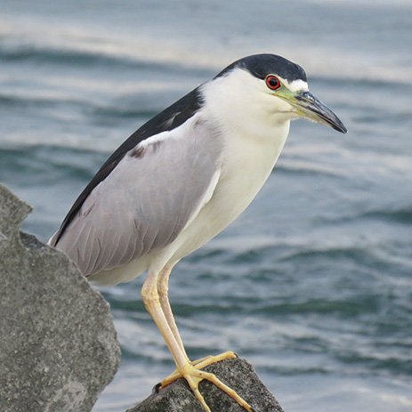 featured bird photo