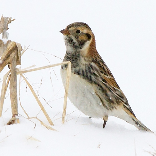featured bird photo