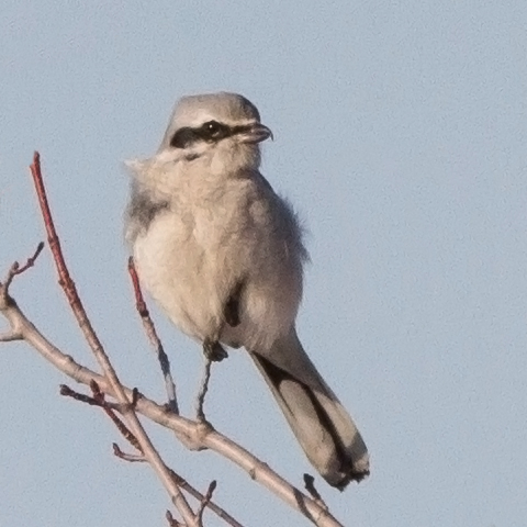 featured bird photo