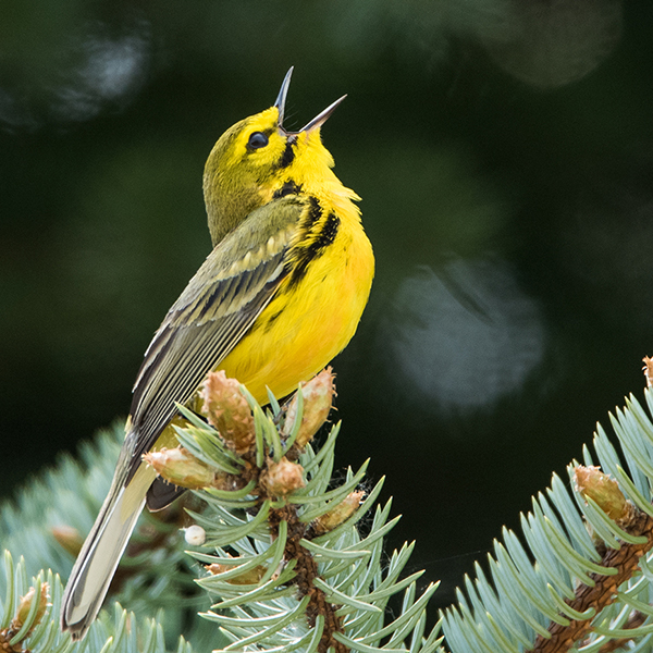 featured bird photo