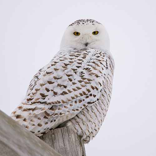 featured bird photo