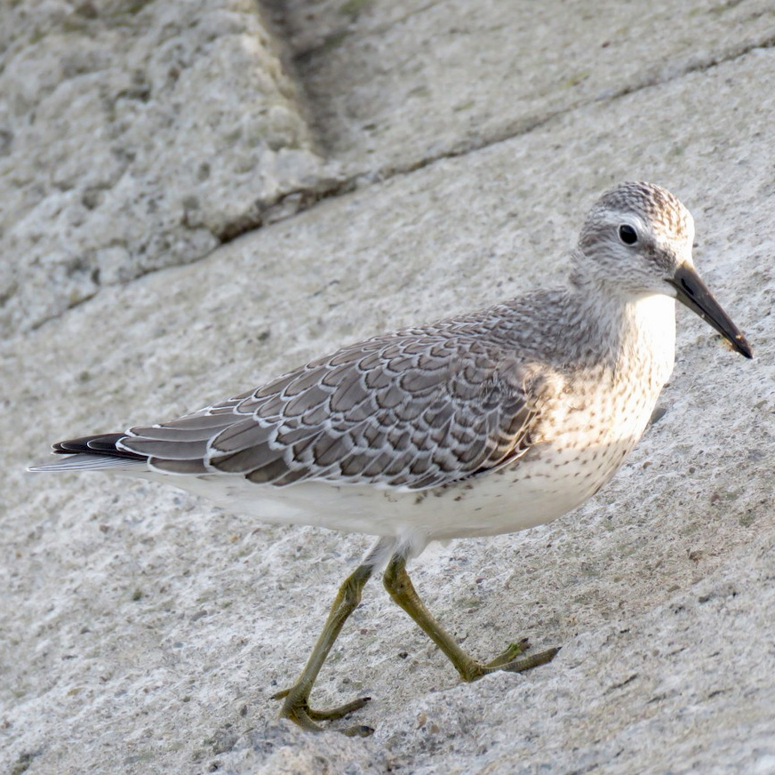 featured bird photo