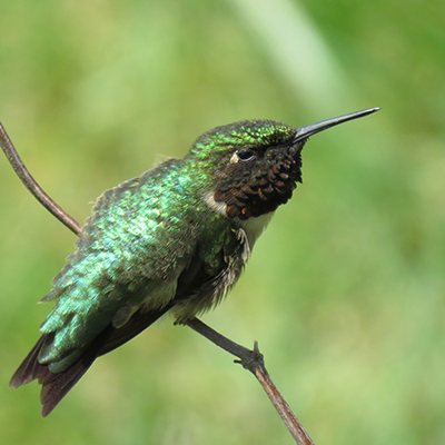 featured bird photo