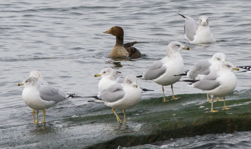 photo of King Eider and Ring-billed Gulls
