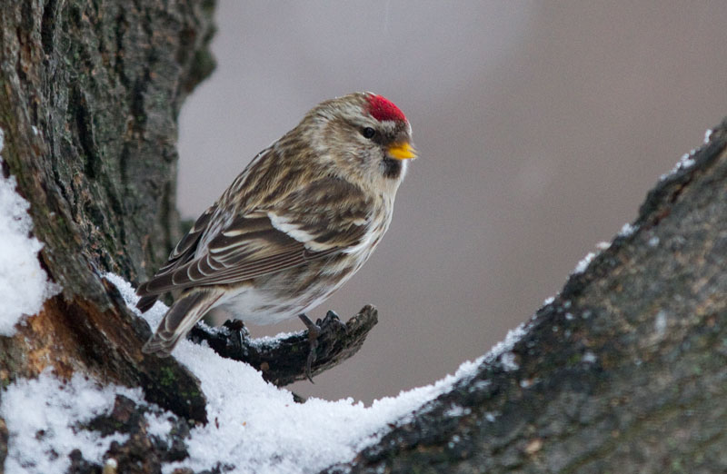 photo of Common Redpoll