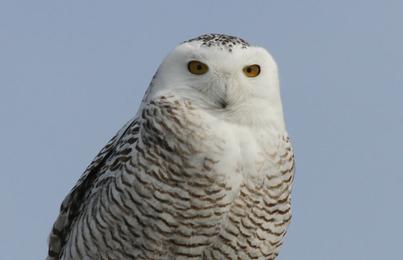photo of a Snowy Owl