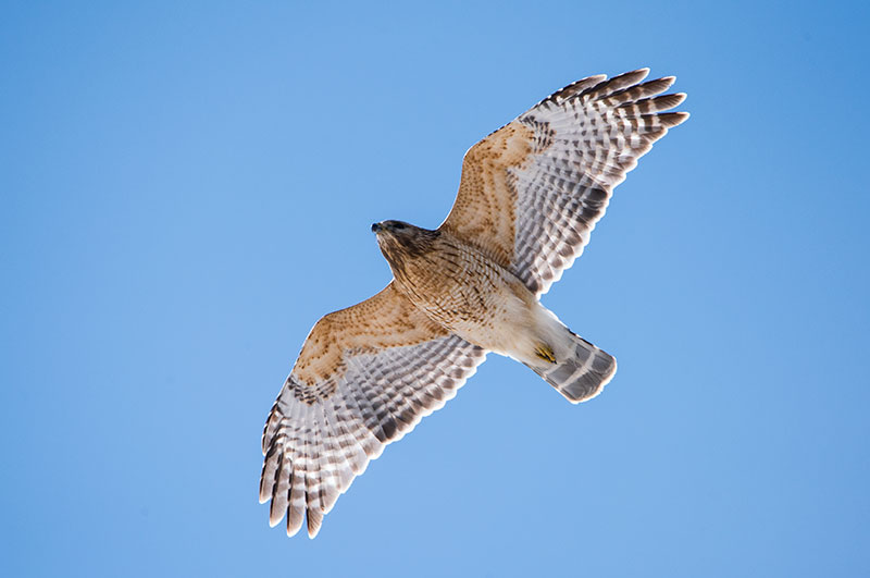 photo of Red-shouldered Hawk