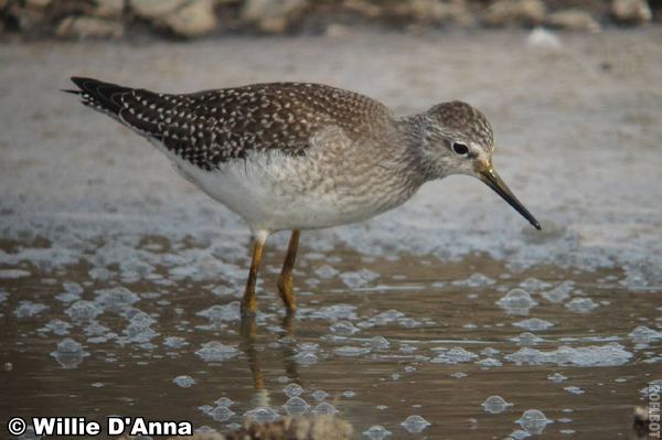 photo of Lesser Yellowlegs