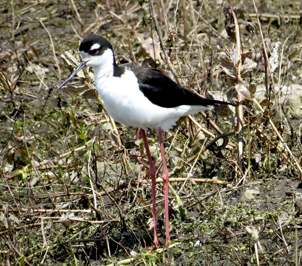 photo of a Black-necked Stilt at Kumpf Marsh by Kayo Roy