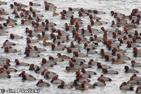 photo of Redheads on Seneca Lake