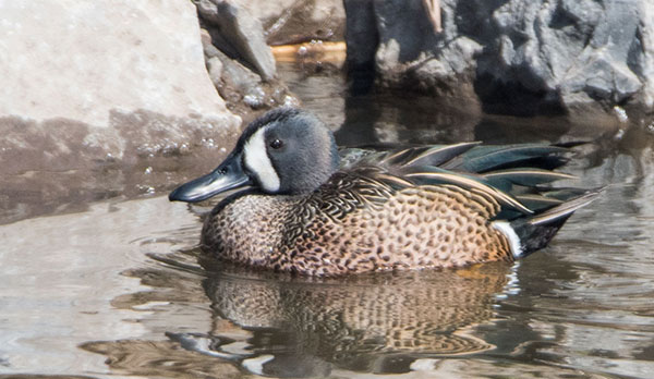 photo of Blue-winged Teal at Forest Lawn